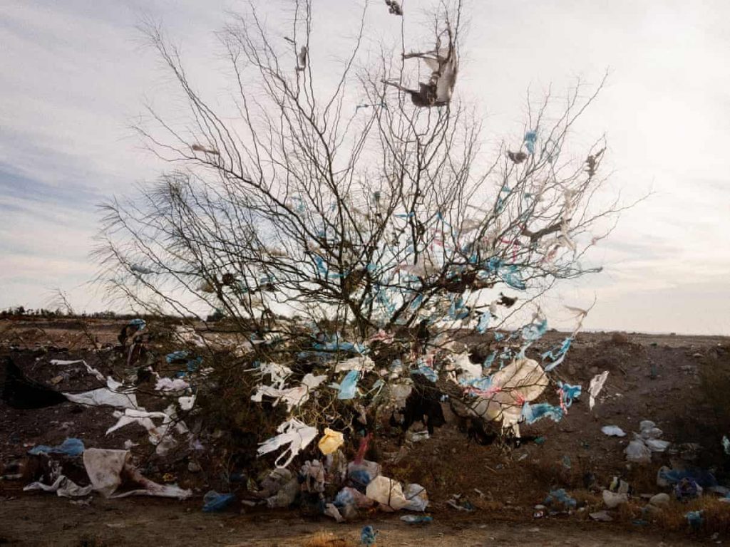 Bags caught on a tree along a desert road on the outskirts of Gafsa governorate in western Tunisia. Photograph: Moises Saman/Magnum Photos