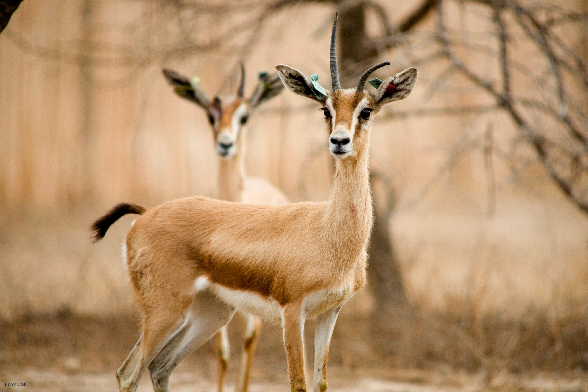 Tunisia Wildlife National Parks Nature Reserves Of Tunisia