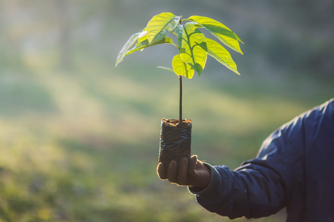 National Tree Day in Tunisia