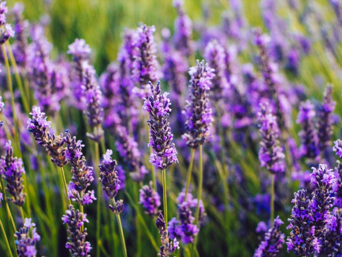blooming-lavender-flowers