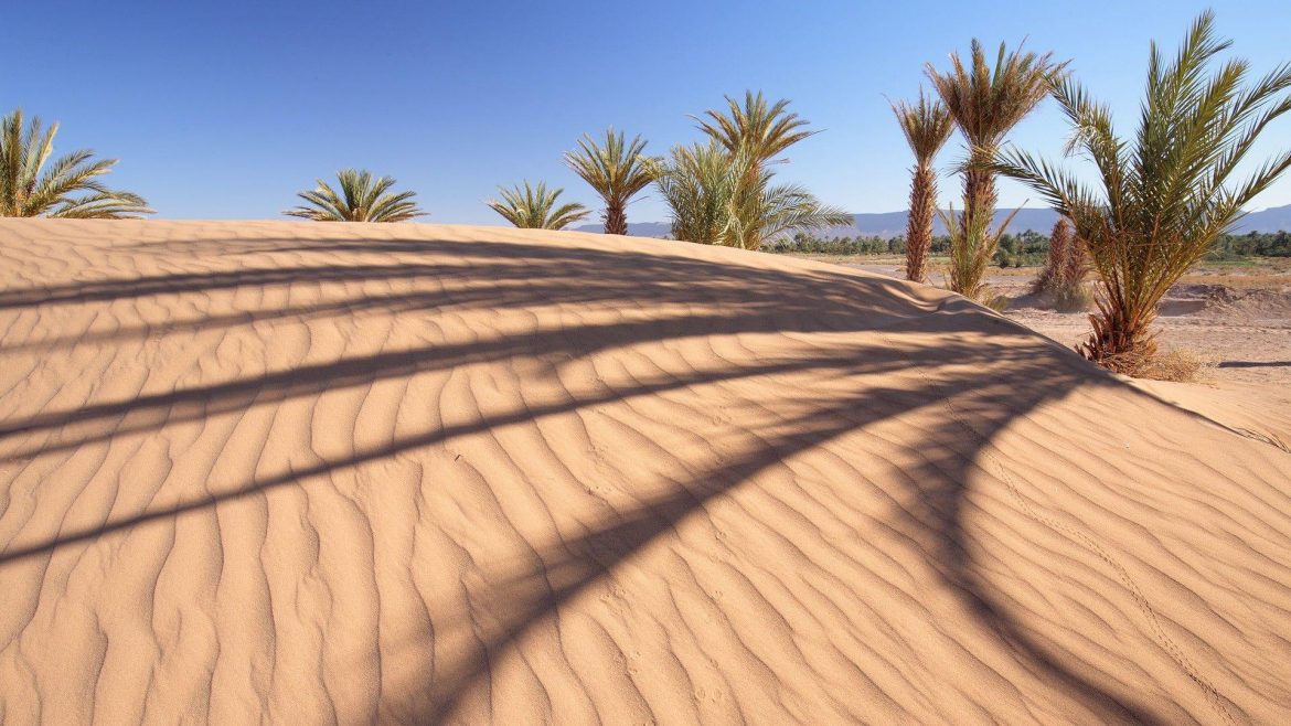 Tunisia is Planting Thousands of Palm Trees in The Desert