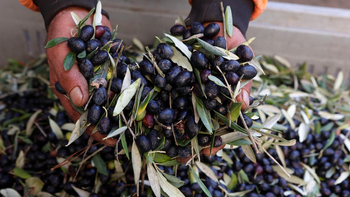 Tunisia Emerges as Global Leader in Organic Olive Cultivation