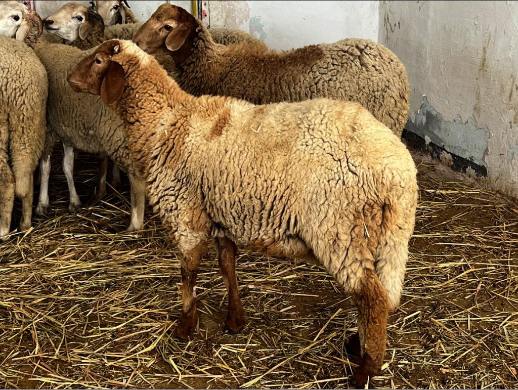 Eid Tunisia