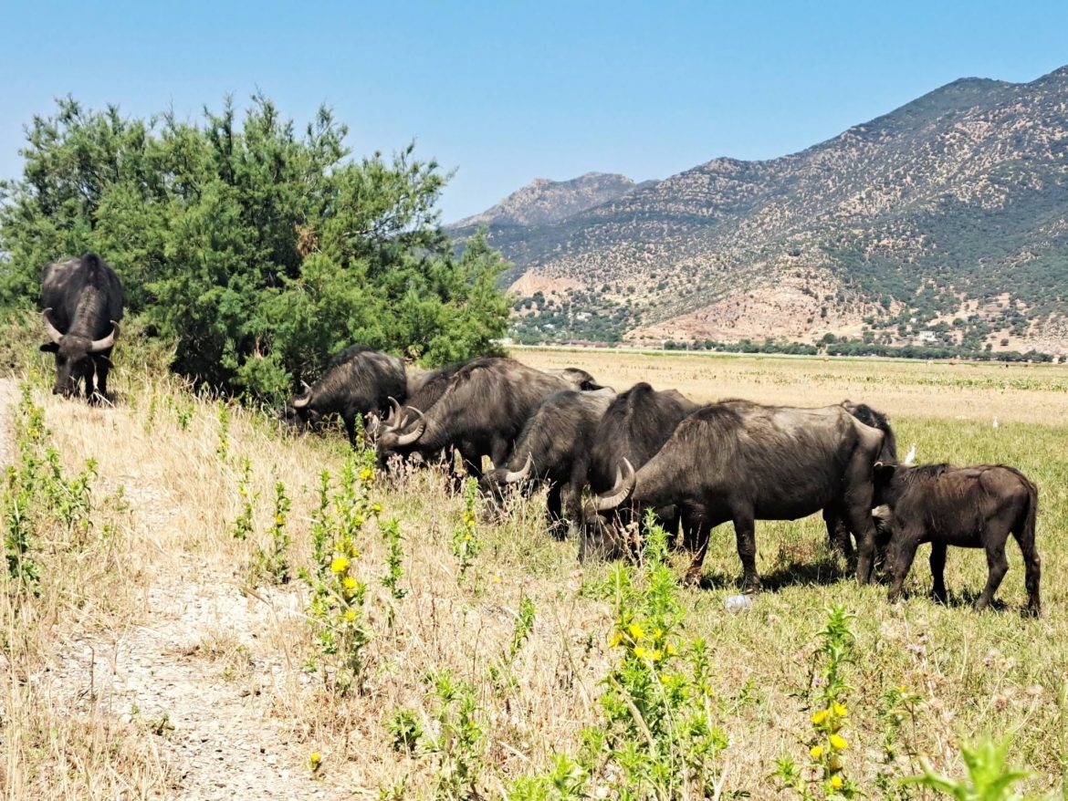Ichkeul National Park
