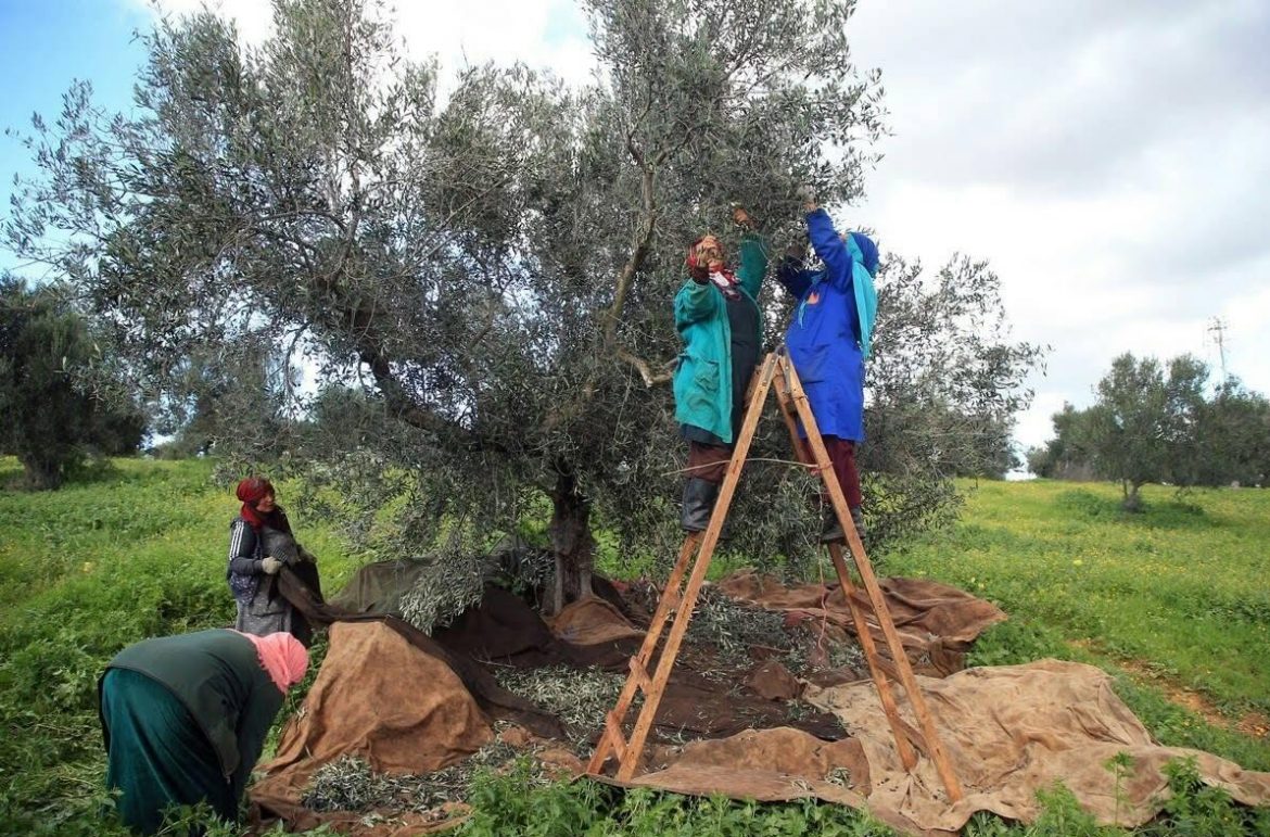 Olive harvest in Tunisia