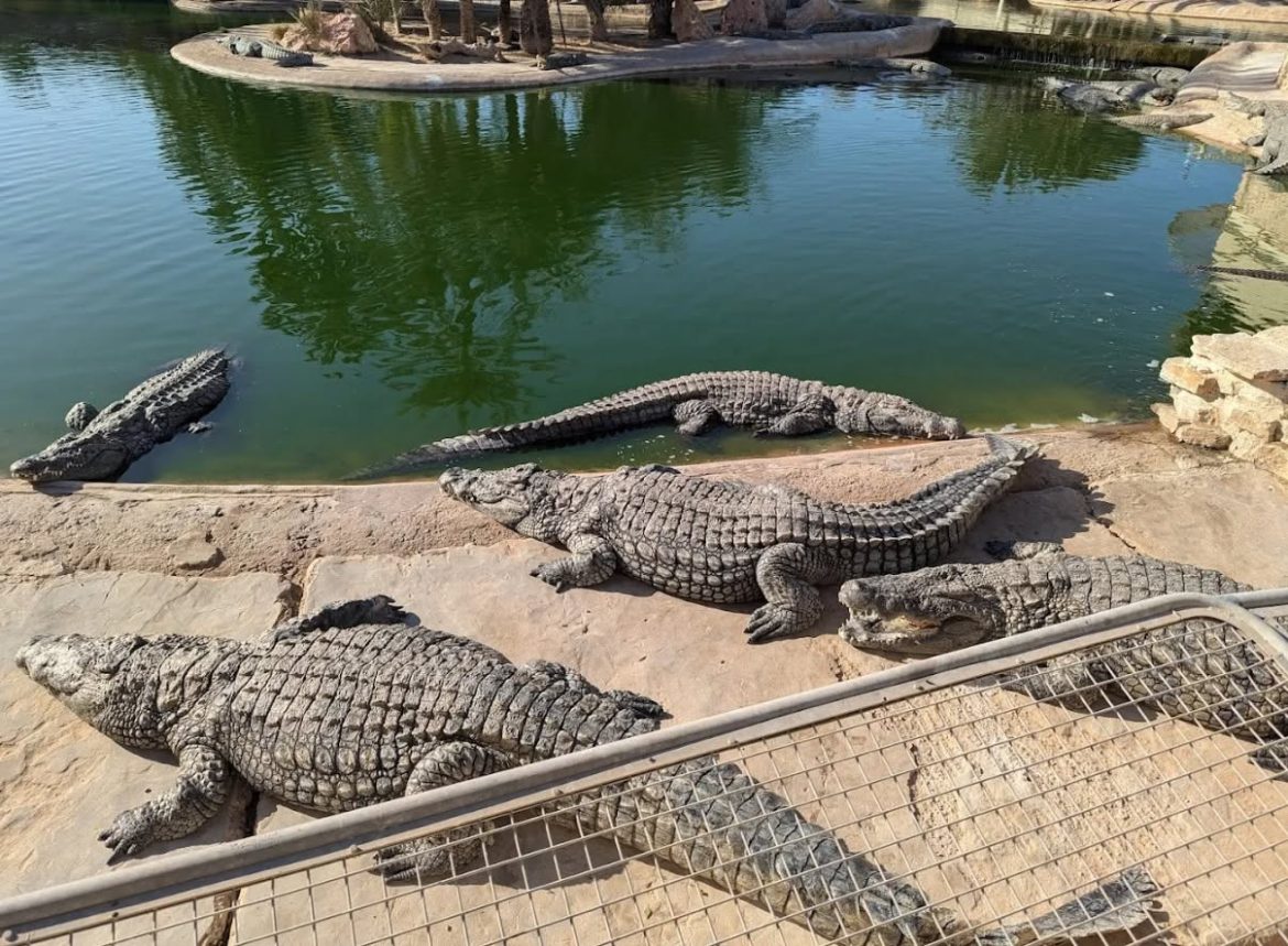 Djerba Explore Crocodile Park