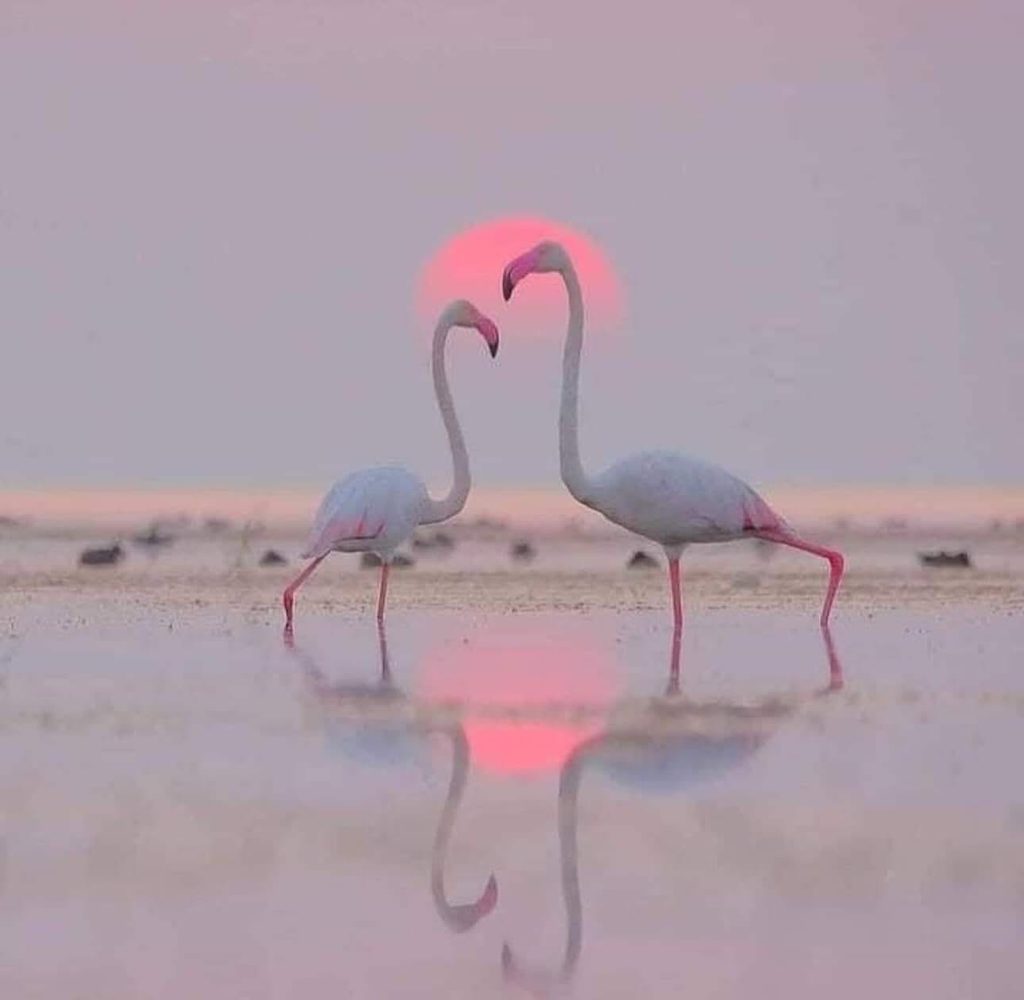 Is Flamingo Island Good for Families